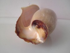 Elephant snout volute for sale  HASTINGS