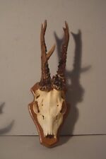 Rehbock geweih jagdtrophäe gebraucht kaufen  Kelkheim