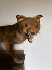 Taxidermy fox full for sale  LONGFIELD