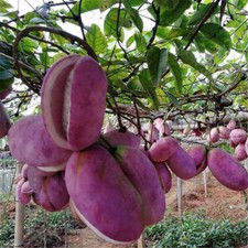 Rara holboellia latifolia usato  Trappeto