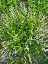 Fruity mint plant for sale  CREWE