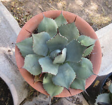 Agave parryi var for sale  Las Cruces