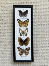 Butterfly taxidermy archduke for sale  Marlborough