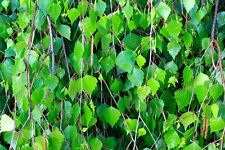 Betula pendula usato  Napoli