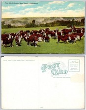 Prize herd hereford for sale  Mansfield