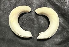 Coppia denti cinghiale usato  Cecina