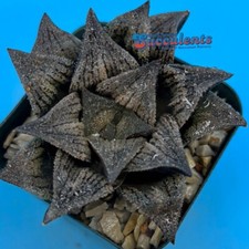 Haworthia picta hybrid for sale  Austin