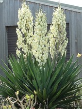 Adam needle yucca for sale  Monongahela
