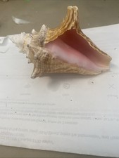 Natural 104mm pink for sale  Sanibel
