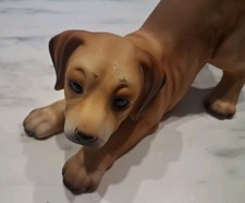 Labrador retriever puppy for sale  RETFORD