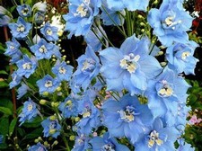 Delphinium summer skies for sale  BRISTOL