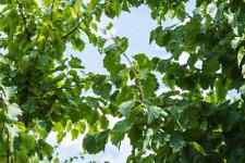 Corylus colurna baumhasel gebraucht kaufen  Eslohe (Sauerland)