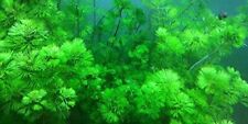 Limnophila sessiflora steli usato  Torino