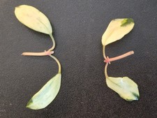 Hoya lacunosa minara gebraucht kaufen  Berlin