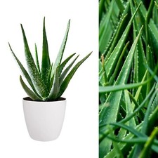 Aloe vera plant for sale  GLASGOW