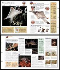 Sugar glider mammals for sale  SLEAFORD