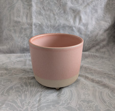 Pink cream plant for sale  CLYDEBANK