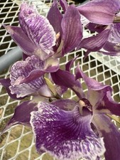Orchid plants zigo for sale  Las Vegas