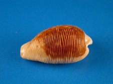 Cypraea capensis large for sale  Kapolei
