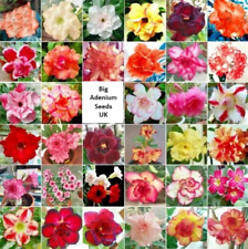 1250 adenium double for sale 1250 adenium double for sale  STALYBRIDGE