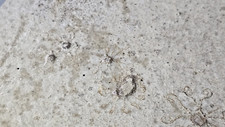 Saccocoma tenella crinoidea gebraucht kaufen  Frankfurt am Main