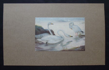 Vintage print bewick for sale  HAYLING ISLAND