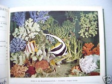 Aquarien terrarienzeitschrift  gebraucht kaufen  Eggenstein-Leopoldshafen