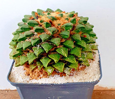 Ariocarpus scaphirostris ibrid usato  Spedire a Italy