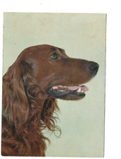 Chien d'occasion  Expédié en Belgium