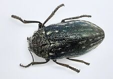 Buprestidae julodis mm gebraucht kaufen  Wadern