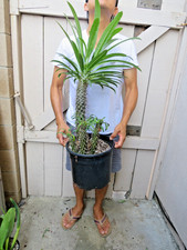 Madagascar palm plant for sale  Garden Grove