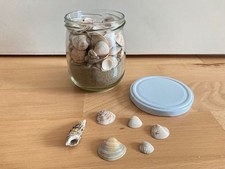 Echte muscheln schneckenmusche gebraucht kaufen  Germering