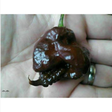 Cioccolato carolina reaper usato  Trappeto