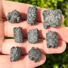 Texas fossil baculites for sale  Coppell