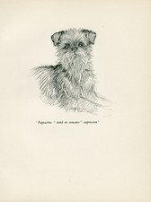 Brussels griffon lovely for sale  COLEFORD