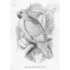 Birds great sulphur for sale  GLASGOW