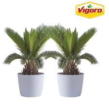Sago palm indoor for sale  Miami
