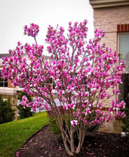 potted shrubs plants trees for sale  Mcminnville