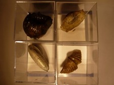 Micromount kleine fossiliensam gebraucht kaufen  Kitzingen