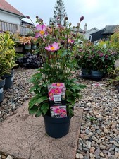 Anemone fantasy jasmine for sale  LARGS