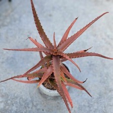 Aloe cameronii red for sale  Valley Village