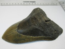 Md52 megalodon todus gebraucht kaufen  Langenselbold