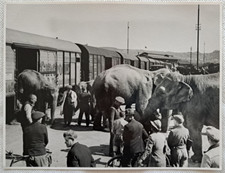 circus krone zirkus krone gebraucht kaufen circus krone zirkus krone gebraucht kaufen Bretten