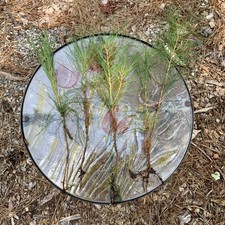Loblolly pine bare for sale  Apex