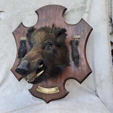 Taxidermie trophée sanglier d'occasion  Moulins