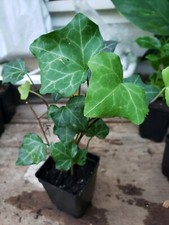 Potted common english for sale  Randolph