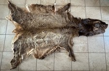 Tanned cow elk for sale  Flagstaff