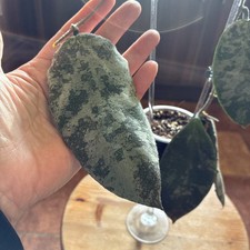 Hoya caudata red for sale Hoya caudata red for sale  NEWCASTLE