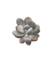 Pachyphytum oviferum blue for sale  SUTTON-IN-ASHFIELD