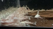 Phantom red tail for sale  Uniontown